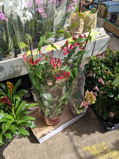 Trade Only Plant Sales Ltd. - Thumbnail