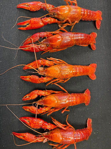 Chesapeake Crab Company - Thumbnail
