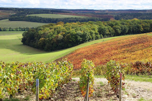Photo n°24 de Vignerons les Riceys à Les Riceys (Vignoble)