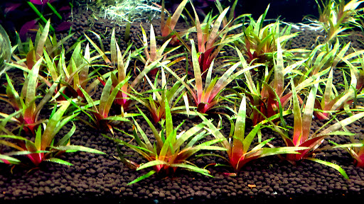 ABC Plants - Thumbnail