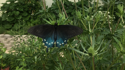 The Butterfly Haven