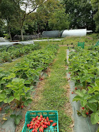 Les jardins de la quintinie à Chabanais