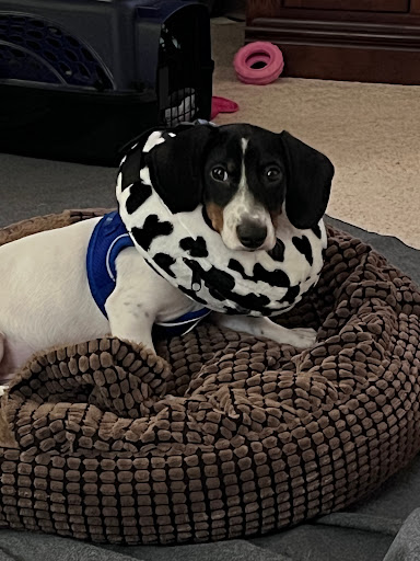 Seward Animal Hospital - Thumbnail