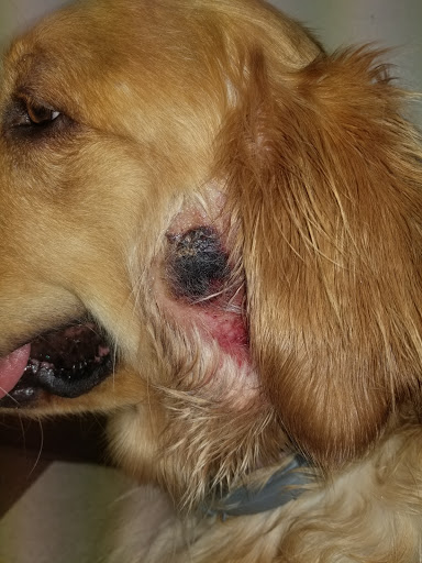 Cadillac Vet Clinic