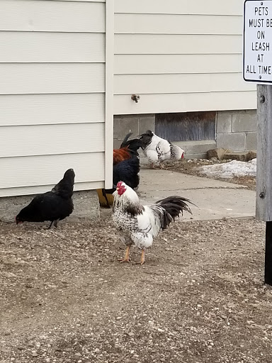 Countryside Veterinary Clinic INC