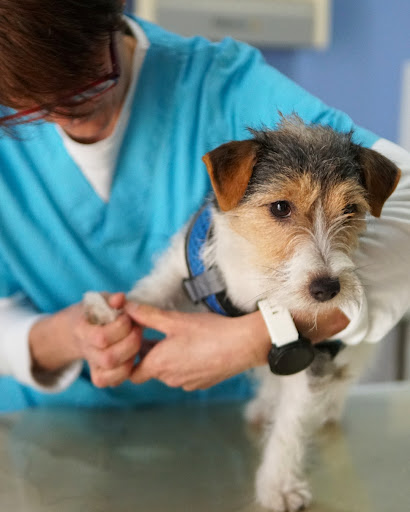 Hospital Veterinario Victoria