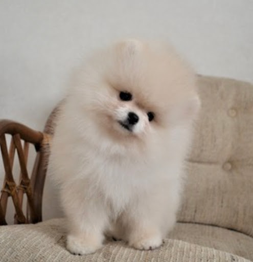 Pixie Pomeranians - Visual