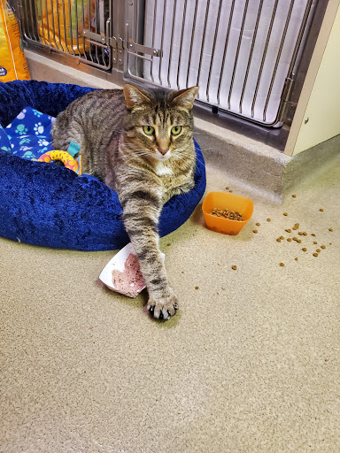 Animal Hospital of Richmond - Thumbnail