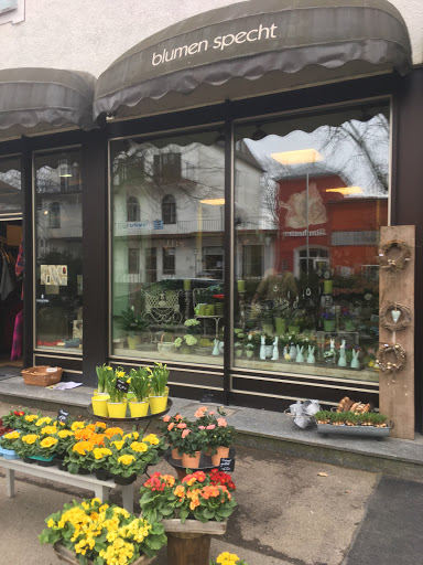 Blumen-Specht - Visual