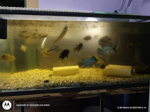 Amazon Predators ???????????? - Visual