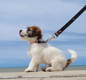 Photo n°3 de Pension Canine Élevage Des Terres Plaines à Joux-la-Ville (Éleveur)