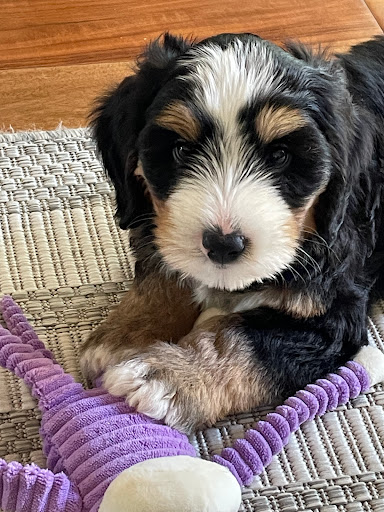 Artisan Miniature Goldendoodles And Bernedoodles - Thumbnail