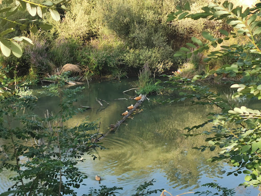 Senda Fluvial del Manzanares - Thumbnail