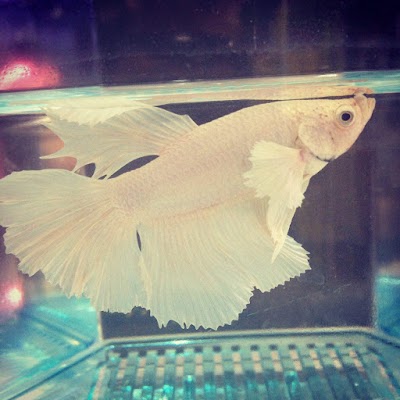 Photos of Malata Aquarium