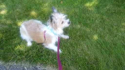 Little Paws Dog Shop LLC - Thumbnail
