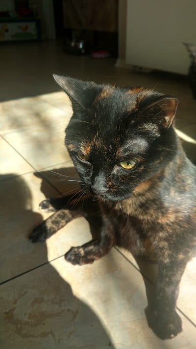 Photos of Cozy Cat Veterinary Hospital