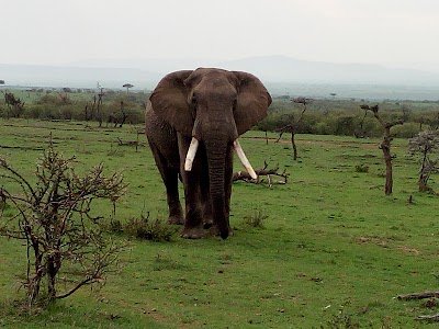 Photos of Naboisho Camp