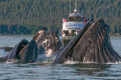 Juneau Tours