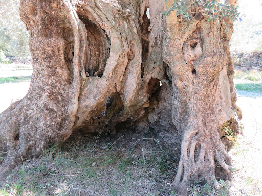 Olivera Milenaria de Cervera - Thumbnail