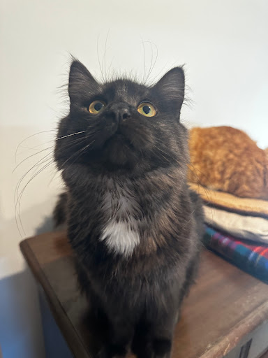 Merivale-Papanui Veterinary Clinic - Thumbnail