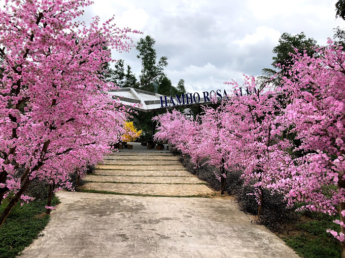 Công Ty Cổ Phần Du Lịch Hầm Hô Rosa Alba, Tây Sơn, Bình Định