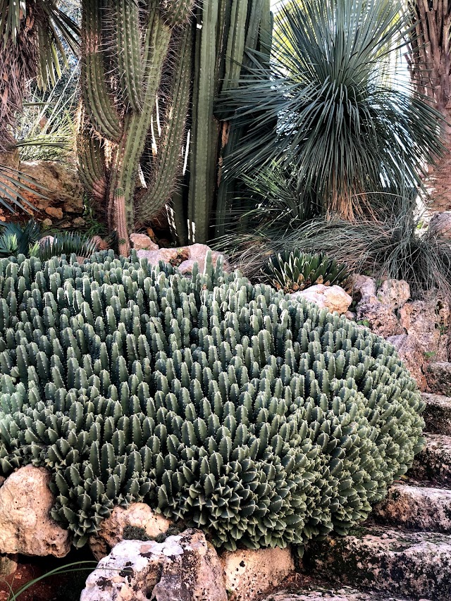 Scarascia Cactus e Succulente