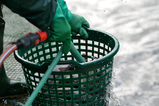 Fischzucht und Verkauf Weidig - Thumbnail