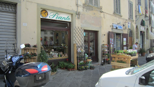 Piante - Visual