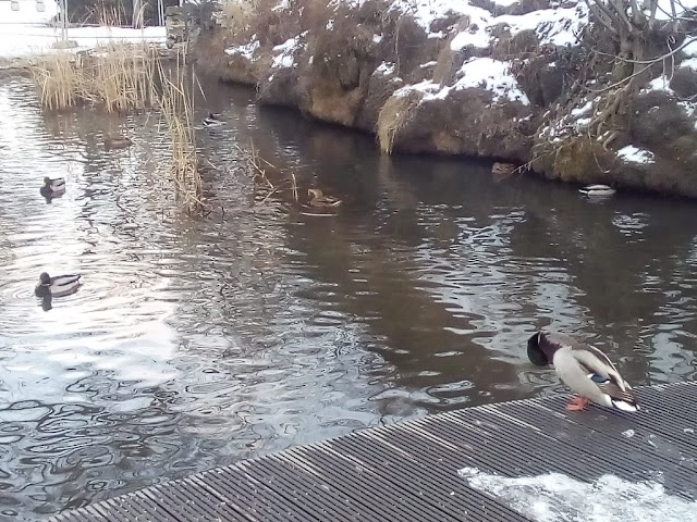 Japanese Garden