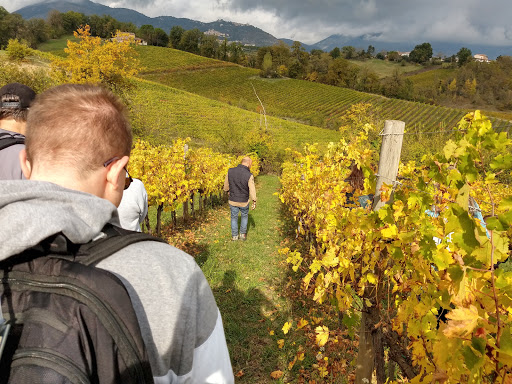 Cominium (vineyard) - Visual