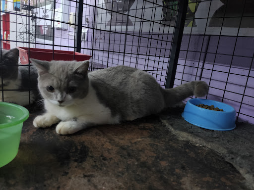 AFG WONDER PETLAND