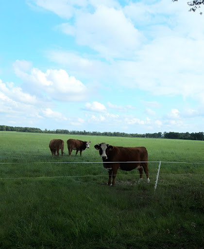 Eemstervlees - Visual