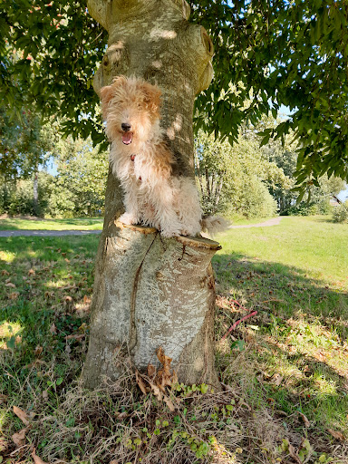 DogCenter4U Zuid-Oost Drenthe - Thumbnail