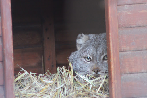 Lynx Exhibit - Visual