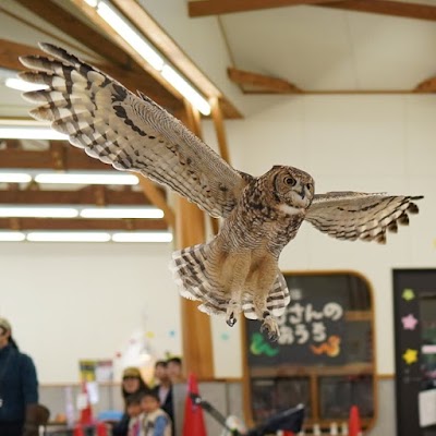 日本平動物園 遊園地 Shizuoka Shi Shizuoka 81 54 262 3251