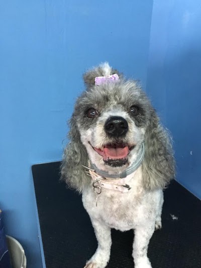 Photos of Markos Pet Shop And Grooming