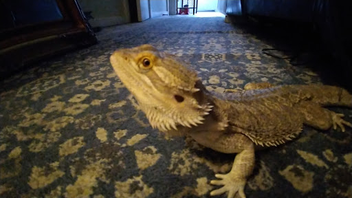Over the Rainbow Bridge Pet