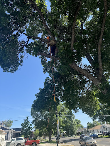 Tolbert Tree Trimming