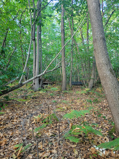 Blue Oaks - Thumbnail