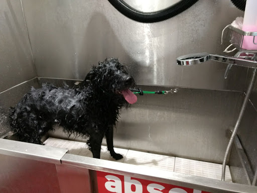 Absolute Dogs Gallery - United Kingdom