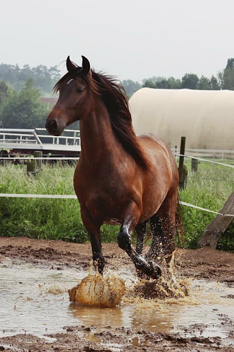 Crazy Horseland - Thumbnail