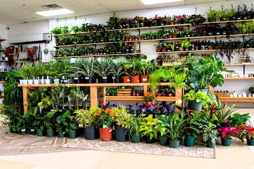 Paloma's Plants - Visual