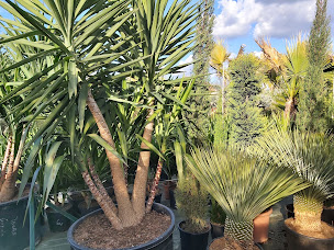 Photo n°21 de Thomas le jardinier à Portet-sur-Garonne (Pépinière)