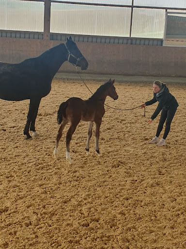 Reitanlage im Greuth, Familie Eberhardt - Thumbnail