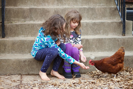 The Easy Chicken