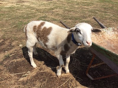 Dinky Doo Petting Zoo