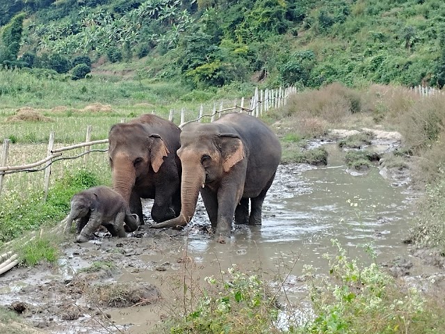 Elephant Nature Park - Elephant Freedom