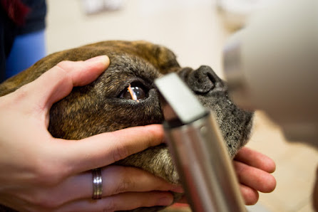 Bild: Tierarztpraxis Vesmes Alle