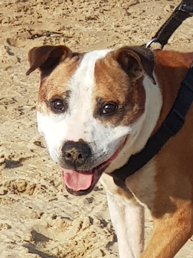 Stonebanks Canine Trust - Thumbnail