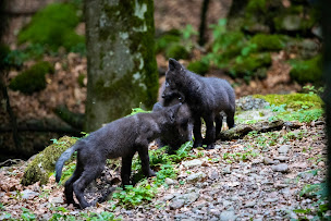 Photo n°18 de La Maison des Loups à Orlu (Zoo)